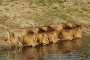 Animal Planet - Dave Salmoni - The Lions of Sabi Sand
